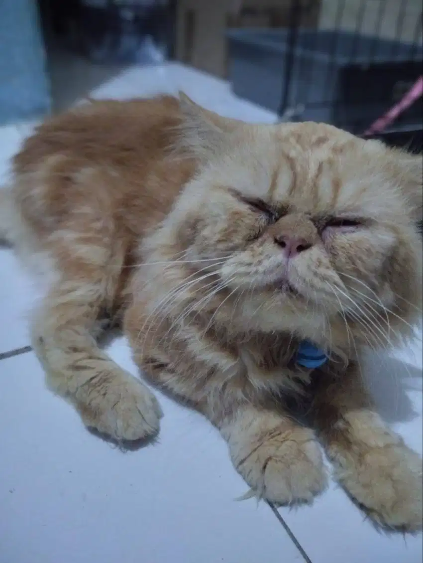 Kucing peaknose jantan usia 1 tahun jago kawin