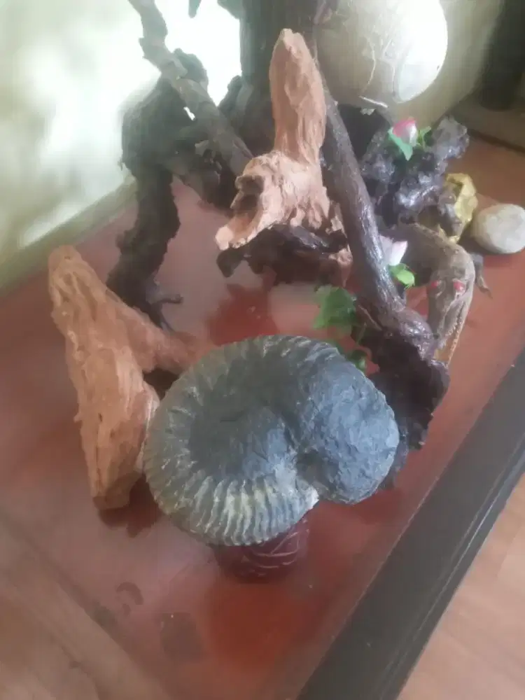 Fosil langka amonite asli pedalaman papua limited