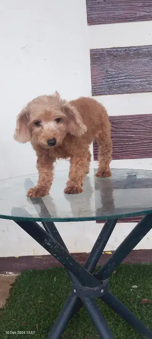 Indukan poodle  kecil