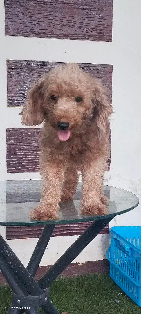 Jual indukan poodle