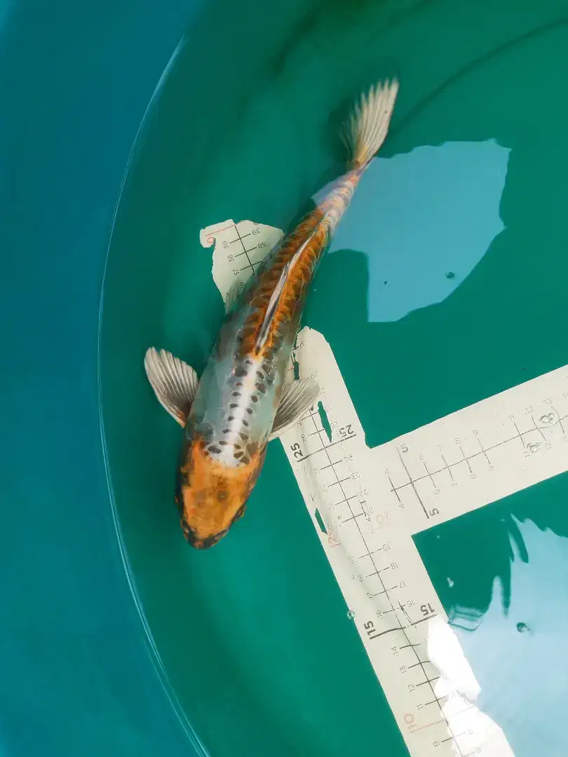 Ikan koi Kin Kikokuryu import serti Marusei 30cm