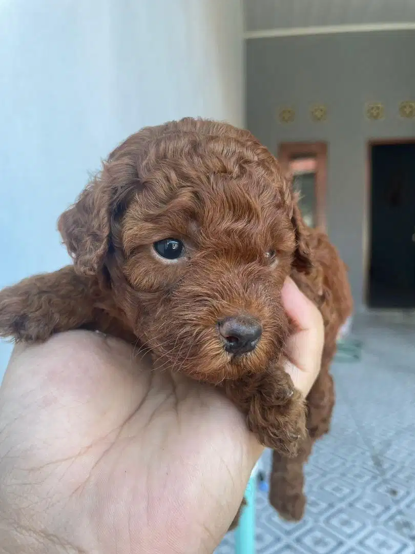 Red Toy Poodle Male