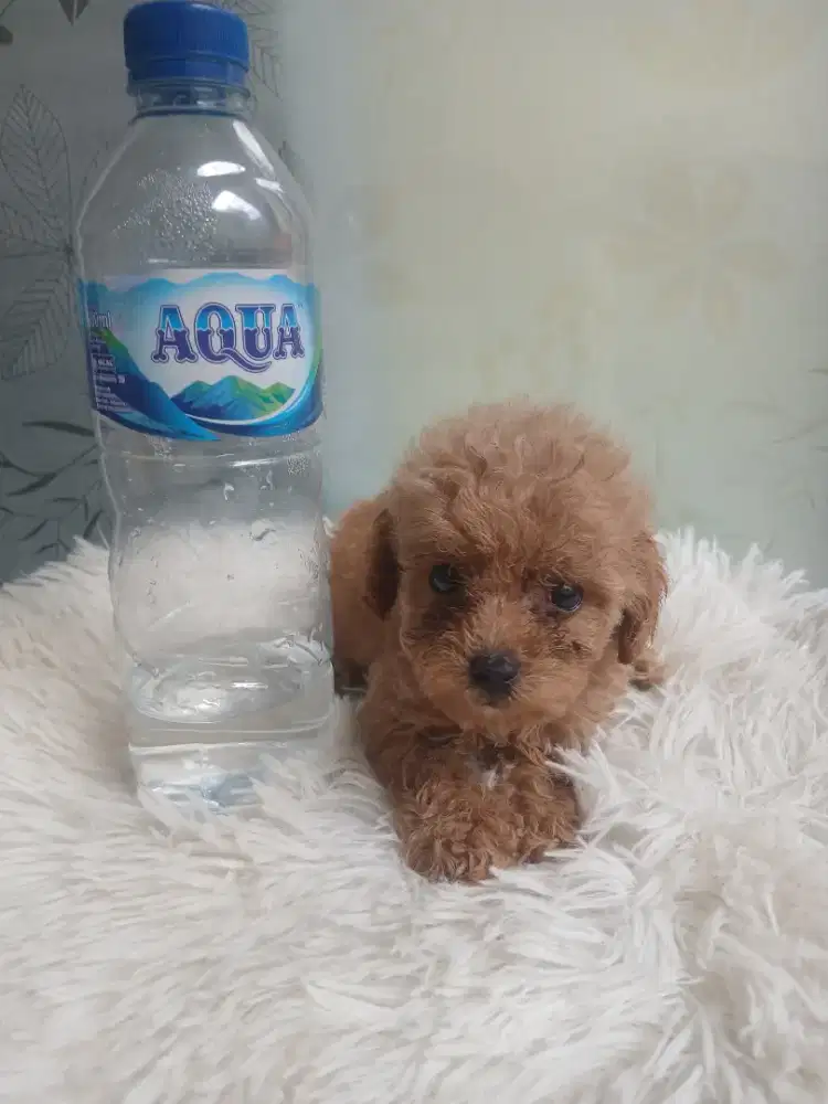 ANJING TOY POODLE SISA BETINA STAMBUM