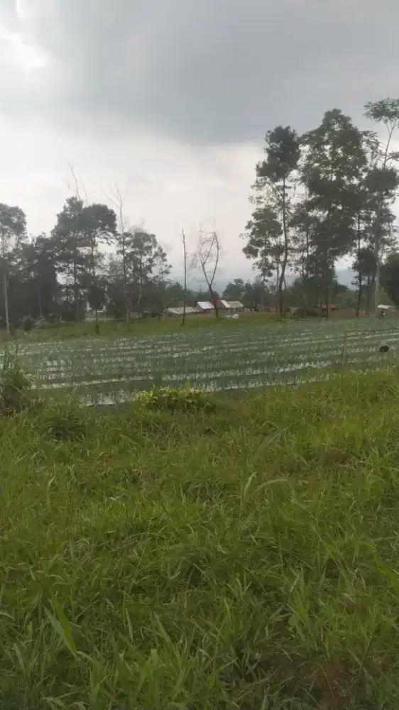 Jual tanah lokasi ngargoyoso kemuning lt 2300m hrg 450jt nego