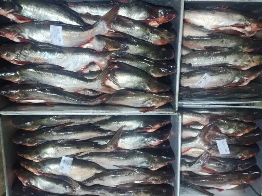 Ikan laut dan ikan air tawar frozen blok dan IQF