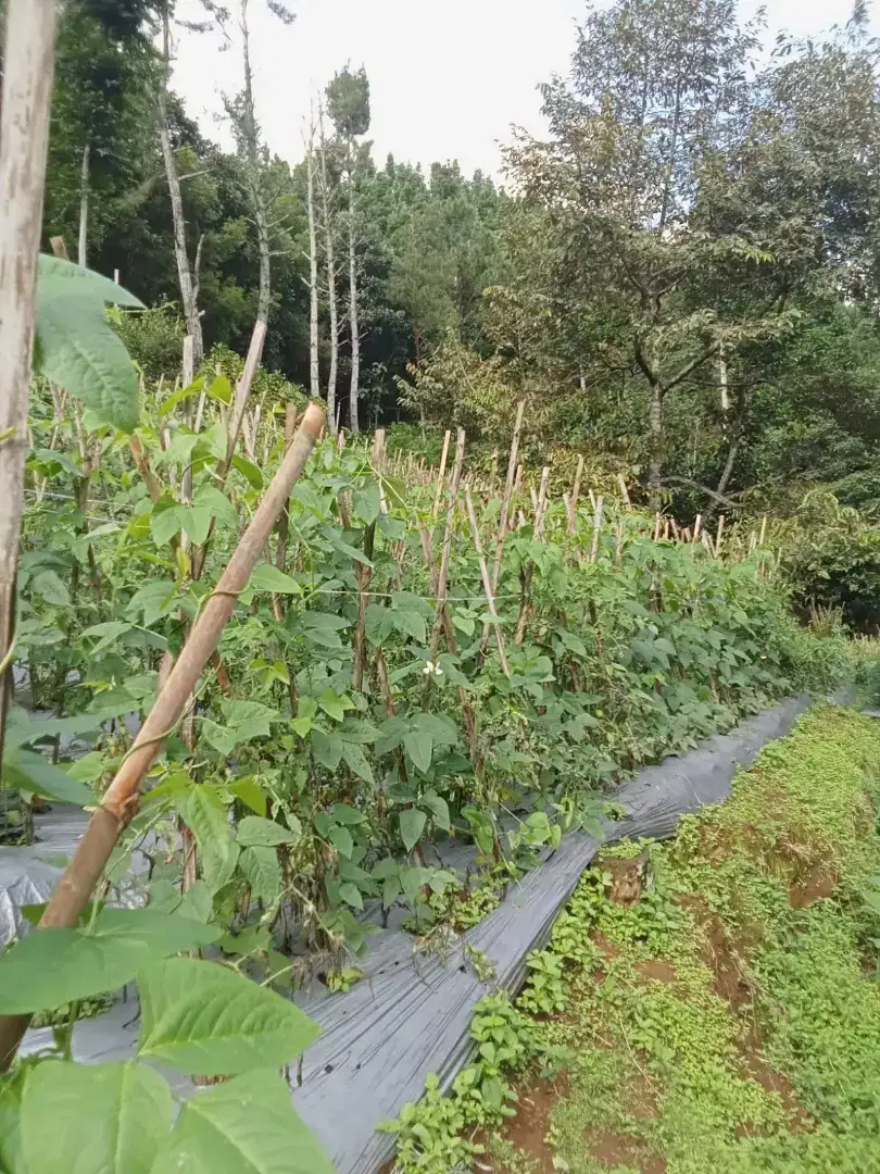 parakan salak sukabumi jual lahan murah Dingin sudah Banyak Phn duren