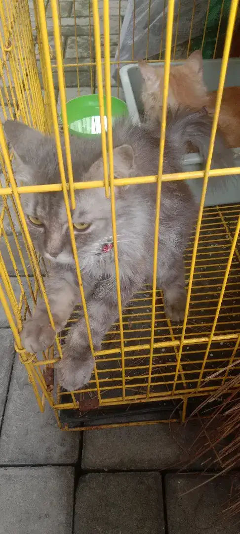 Monggo yg mau adopsi jenis anggora betina semua