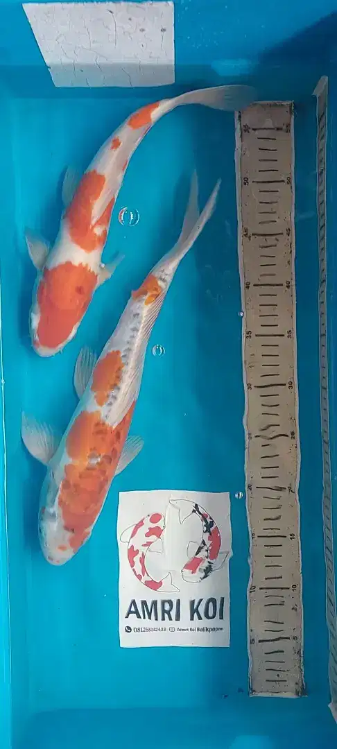 Koi Jumbo Harga Enteng