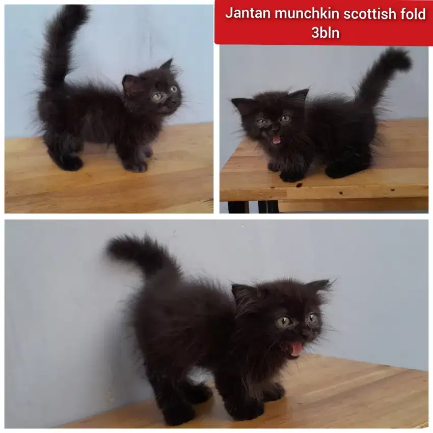 Lepas adopsi kucing persia munchkin cebol scottish fold jantan