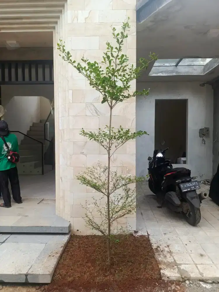 Jual pohon ketapang kencana tinggi 2-4 meter