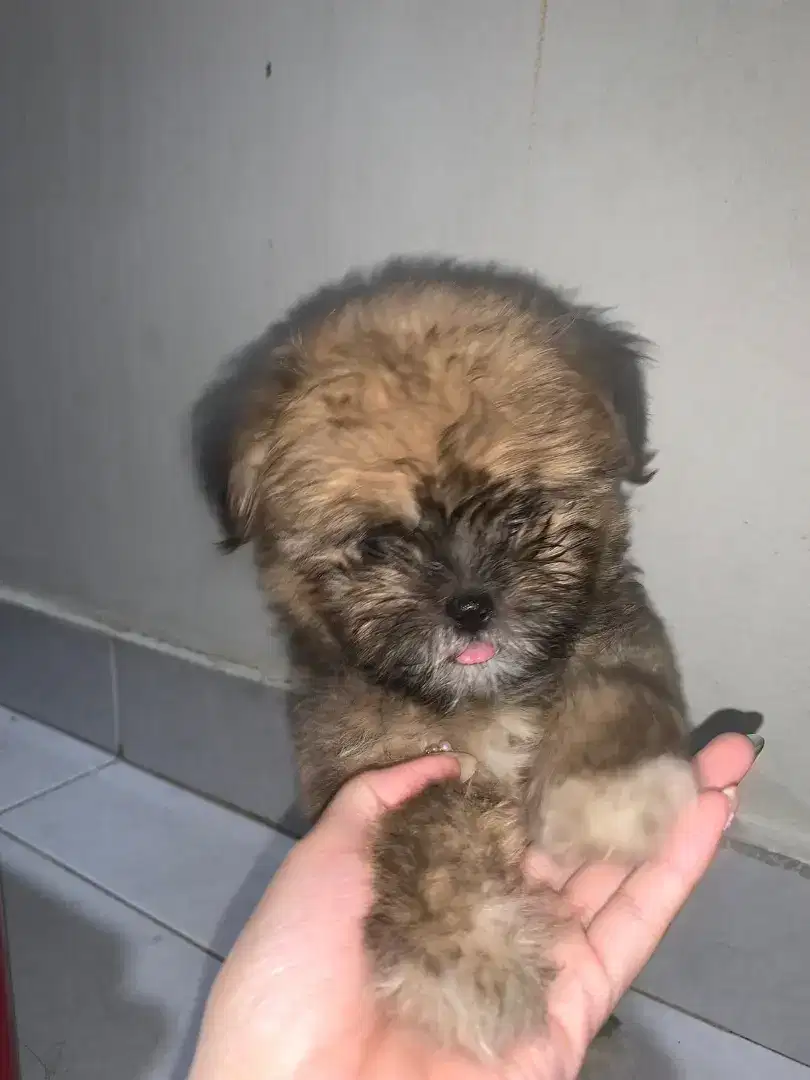 JUAL ANJING SHITZU X POODLE !!