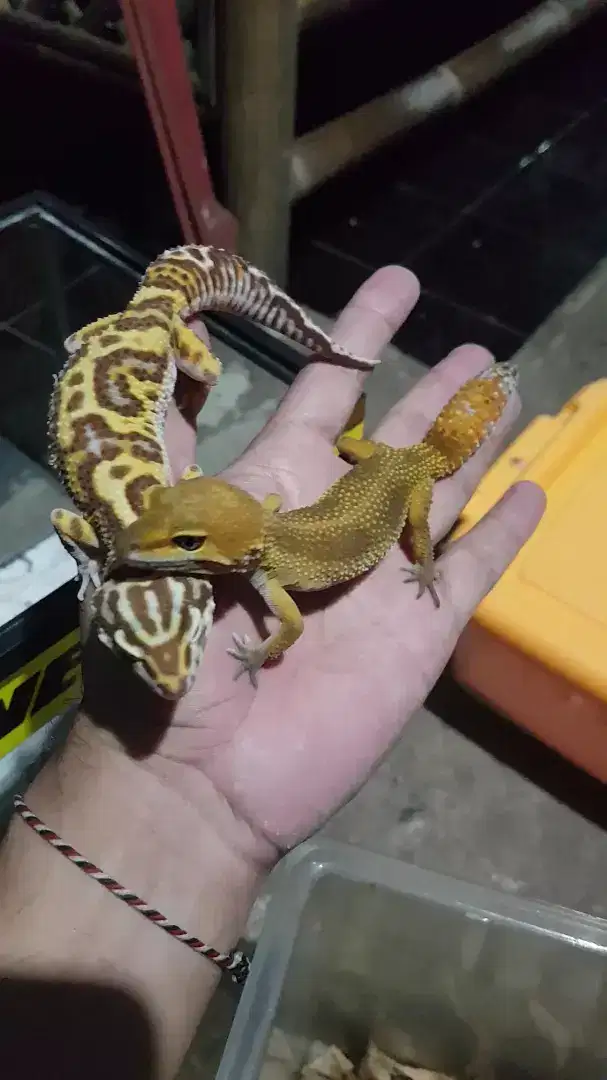 Leopard Gecko sepasang indukan.