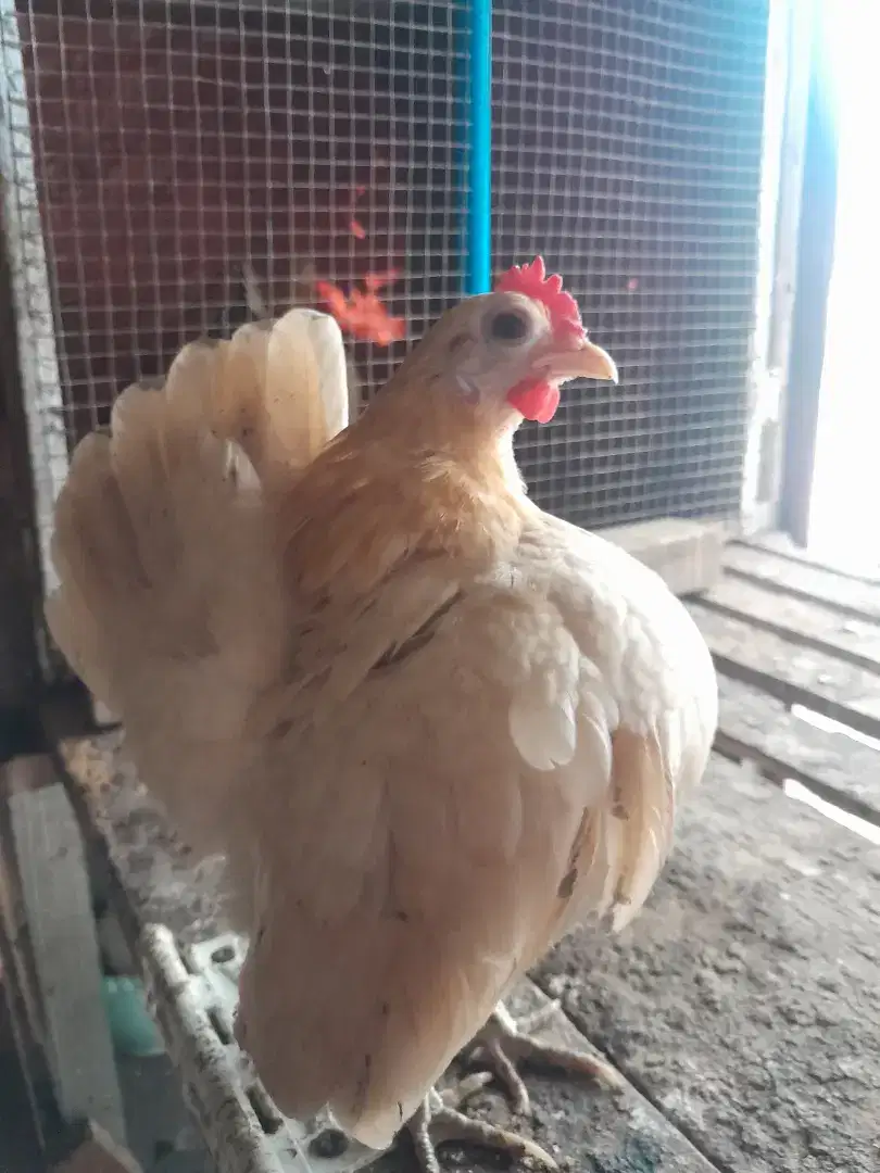 Ayam serama indukan