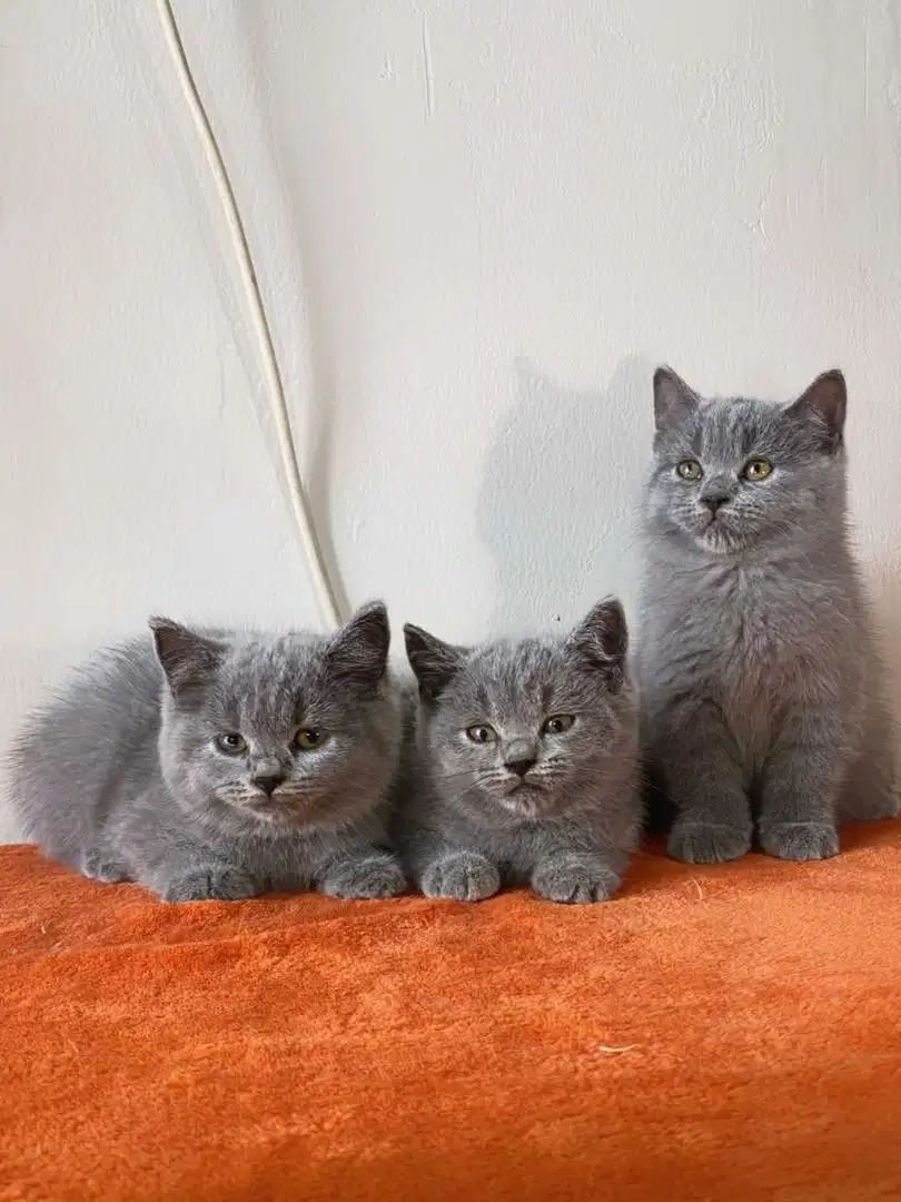 Fortune cat kucing bsh british shorthair blue jdhin munchkin cakep