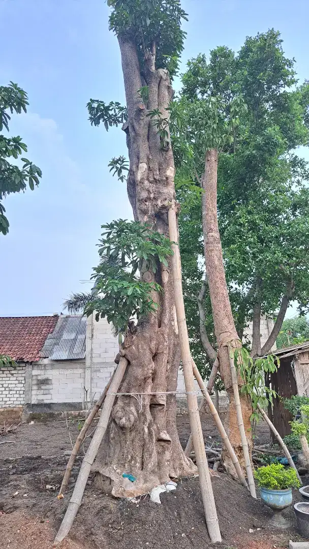 POHON PULE FOSSIL BESAR, BENTUK DAN UKURAN LENGKAP