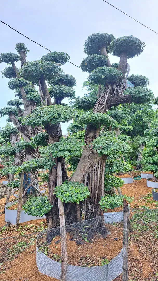 BONSAI DOLAR MEWAH, TERJANGKAU