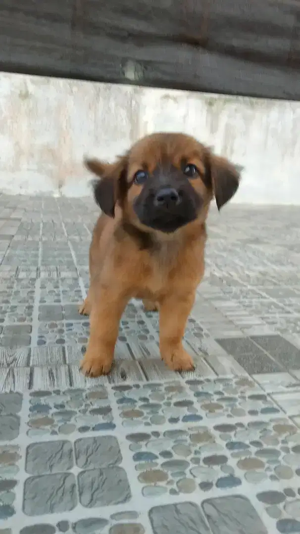 Anak anjing jantan dan betina umur 3 bulan