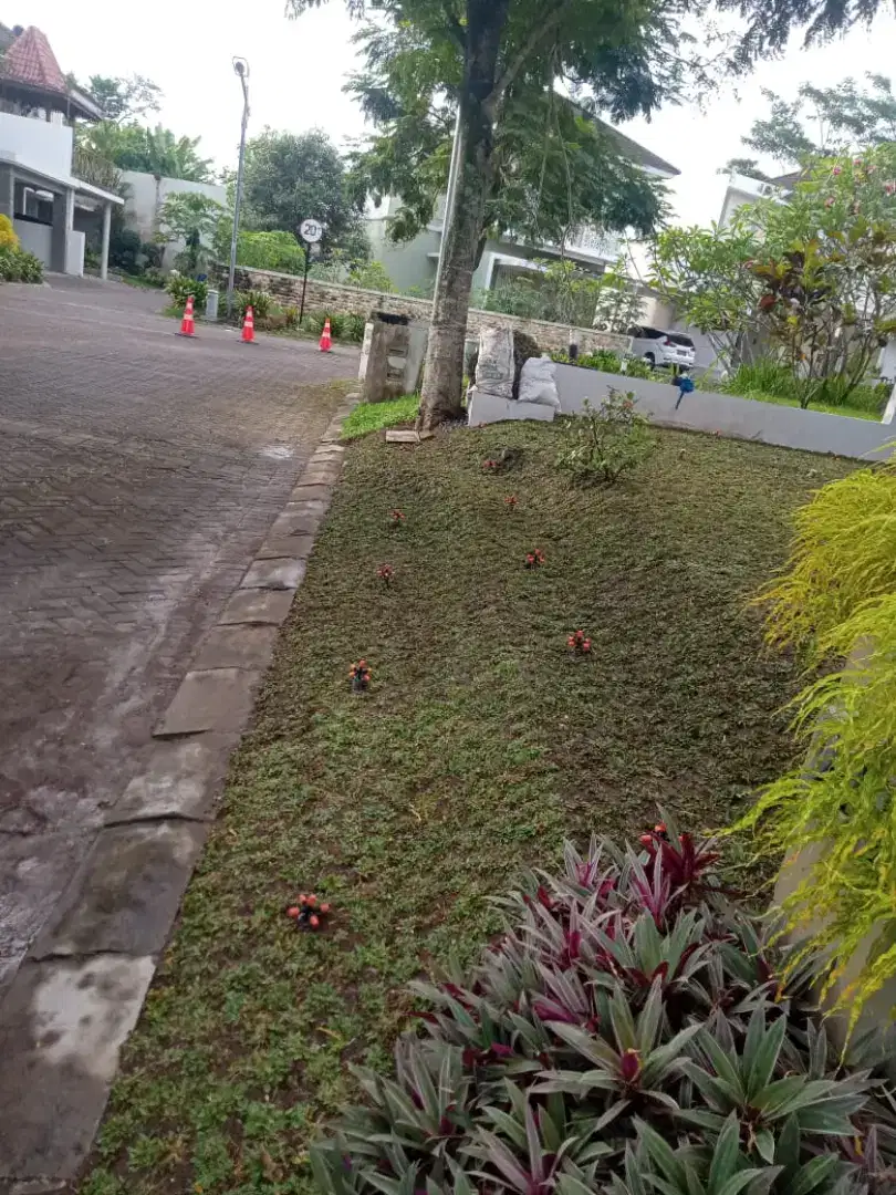 Jual rumput gajah mini