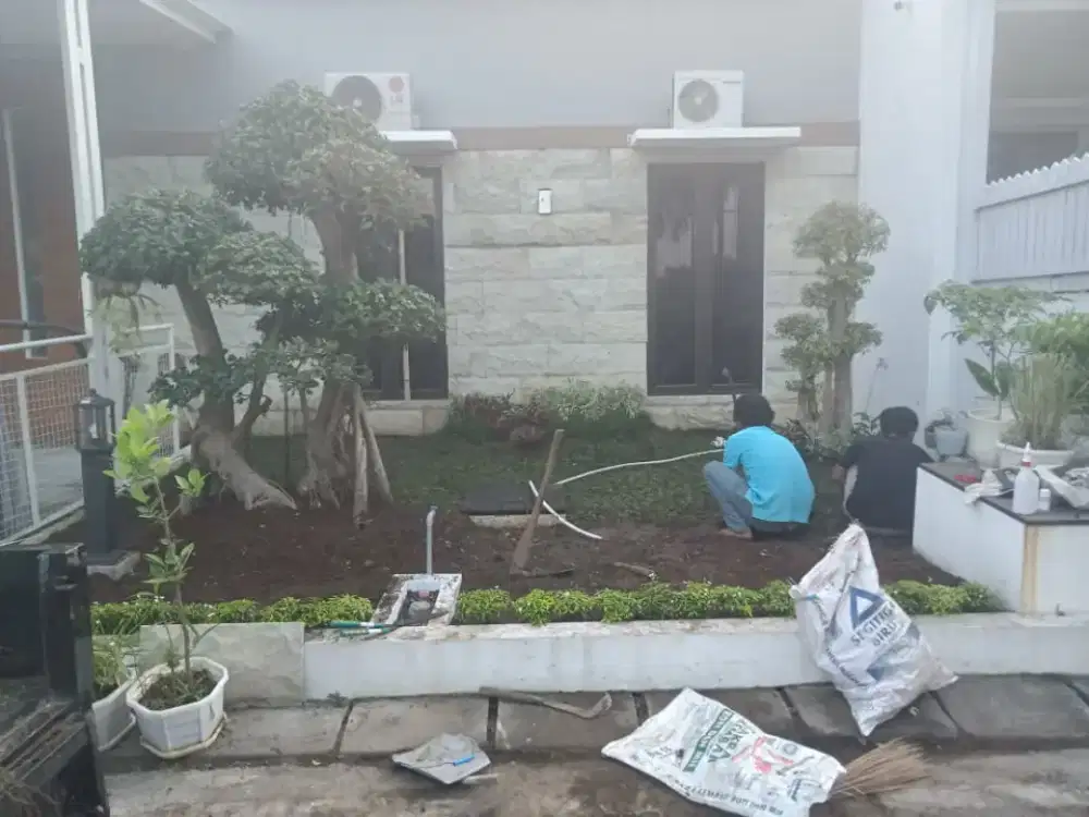 Jual rumput gajah mini