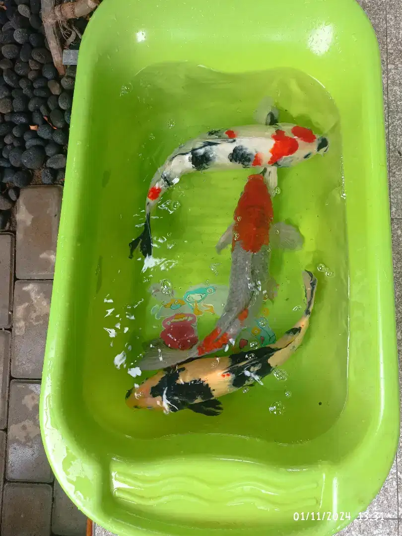 Ikan koi Showa dan ochiba 41-42cm