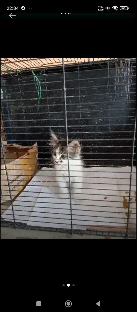 Adopsi 3 kucing kitten dan ibu nya ganti pakan saja