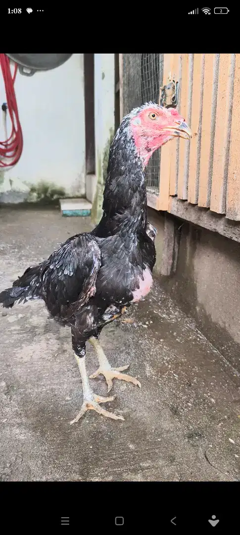 Ayam Induk Jumbo BK Klasik