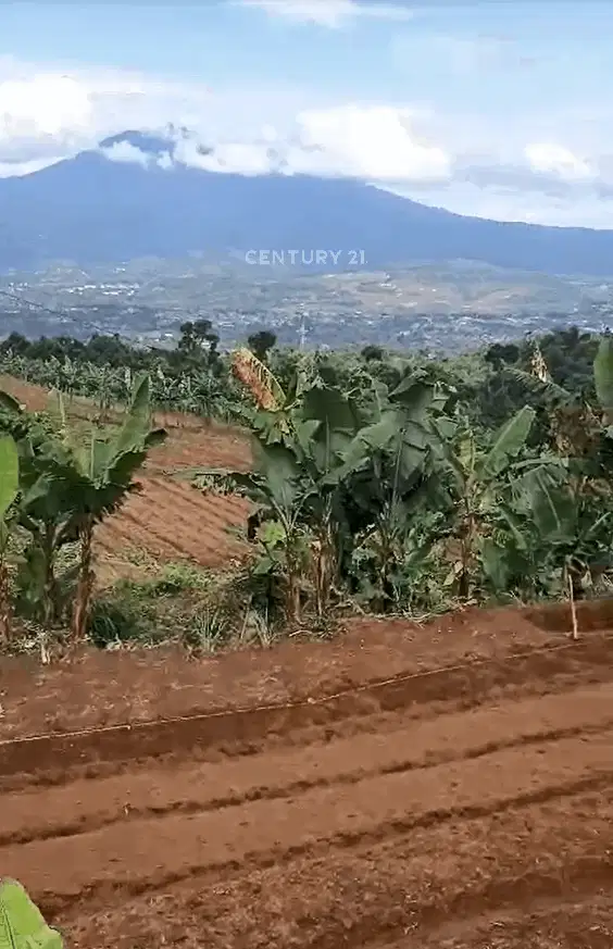 Kavling Luas View Gunung Di Desa Tugu Jaya Cigombong Kab Bogor