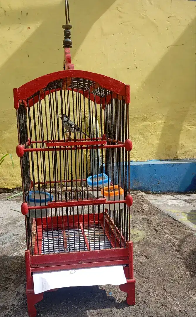 Jual burung glatik watu