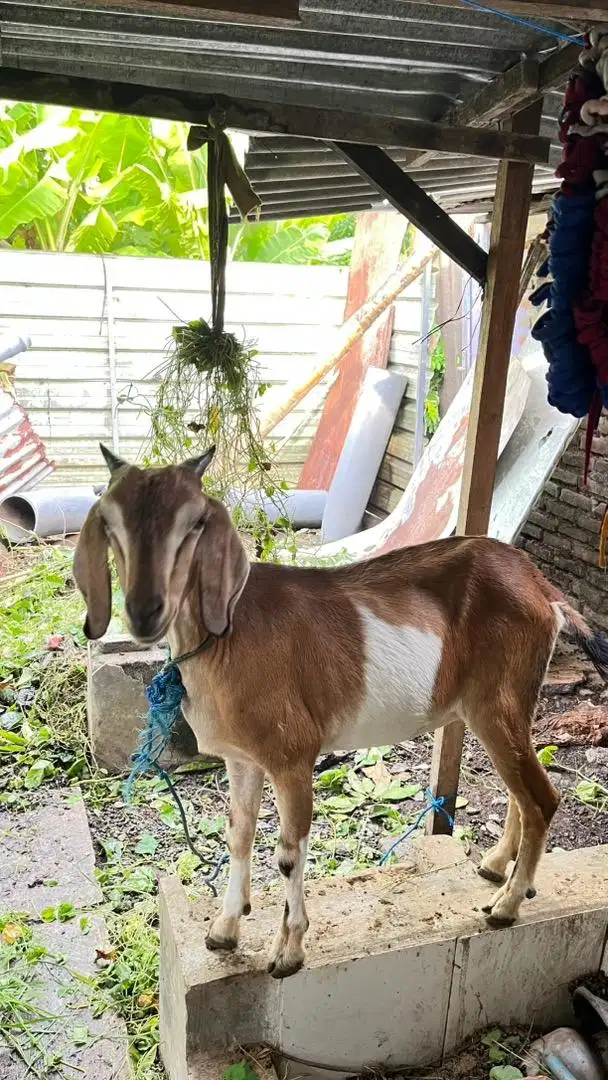 KAMBING PELIHARAAN BETINA