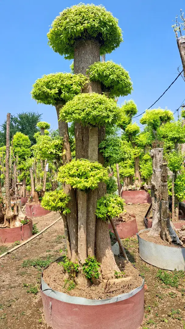 BONSAI ANTING PUTRI, BONSAI RANDU PUTIH, BONSAI DOLAR TAMAN