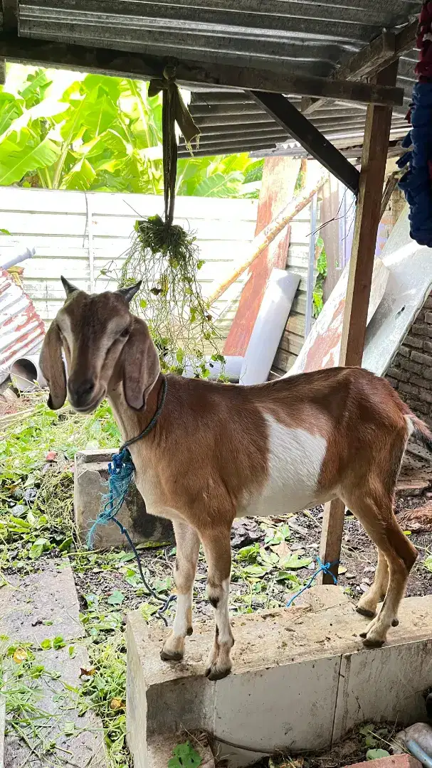 KAMBING PELIHARAAN BETINA