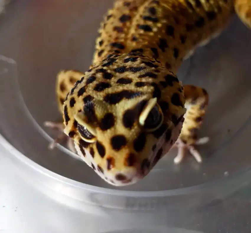 Di jual gecko PH eclipse