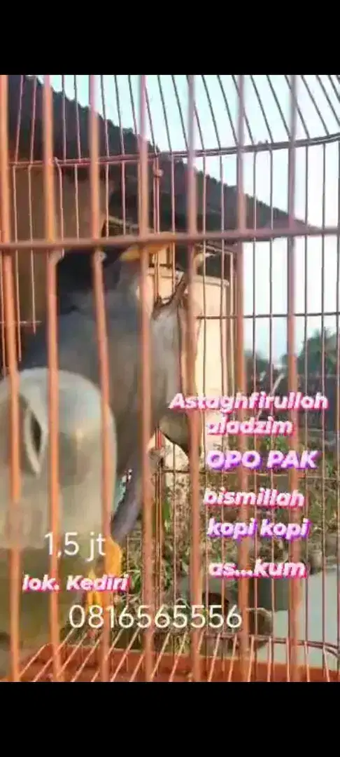 BURUNG JALAK KEBO JALBO PINTAR NGOMONG