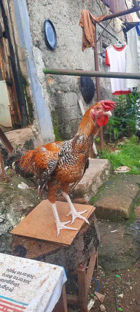 Ayam Pelung Jali wiring kuning albino