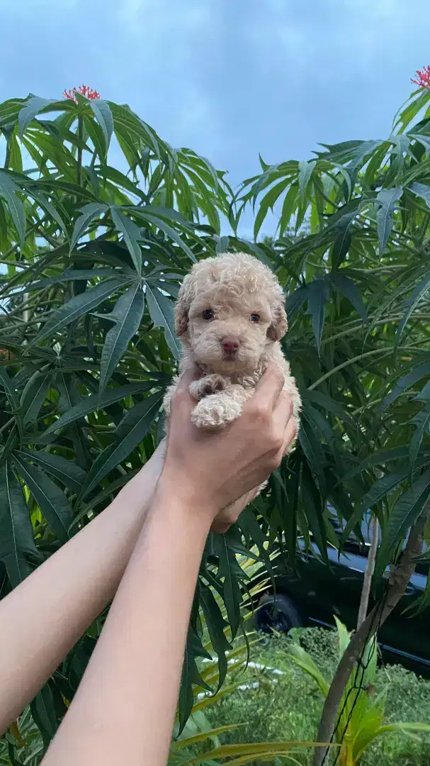 Apricot Tiny Poodle Kosongan ( Jantan )