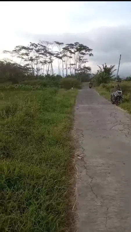 TANAH SAWAH KONTUR DATAR LOKASI SUKODADI BANDONGAN MAGELANG