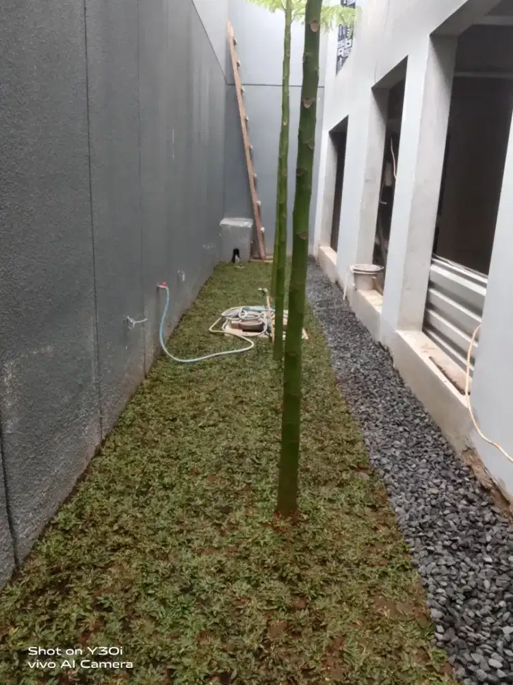 jual tanaman hias dan rumput taman