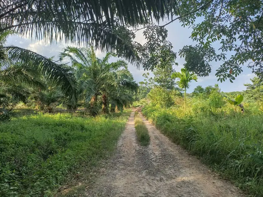 DIJUAL TANAH 1,2 HA PANGKALAN BENTENG SUKAMORO TALANG KELAPA