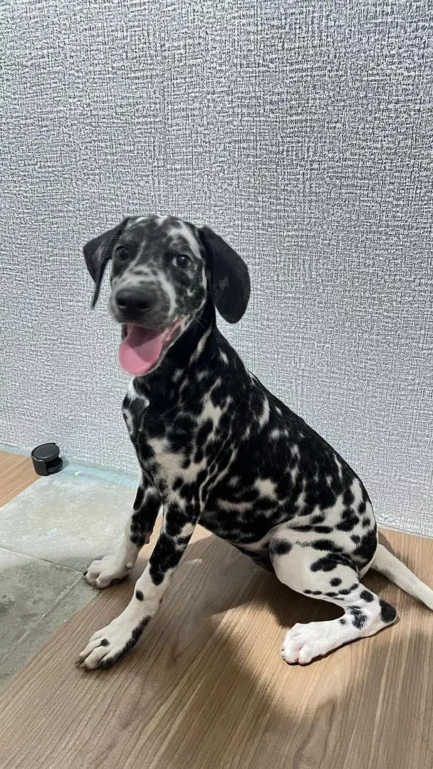 Puppy Dalmatian