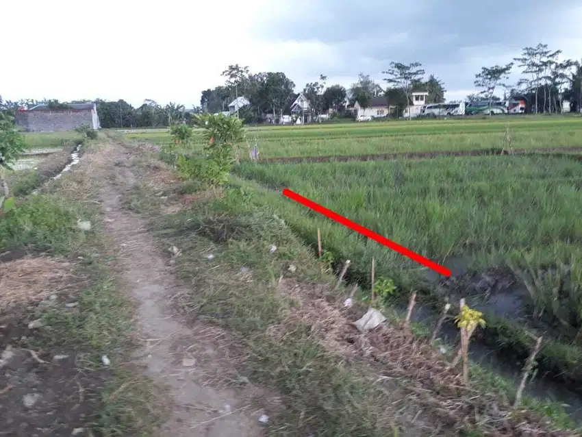 Sawah Murah di Sidoagung Sleman dekat Gubuk Makan Iwak Kalen jl.godean