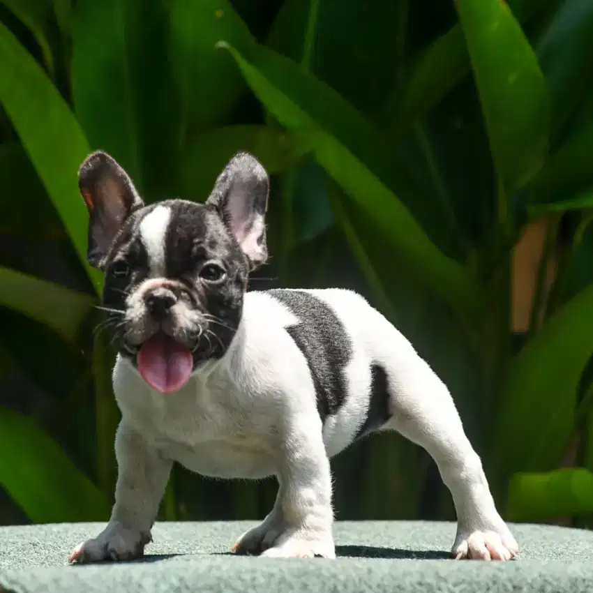 Anakan french bulldog jantan.