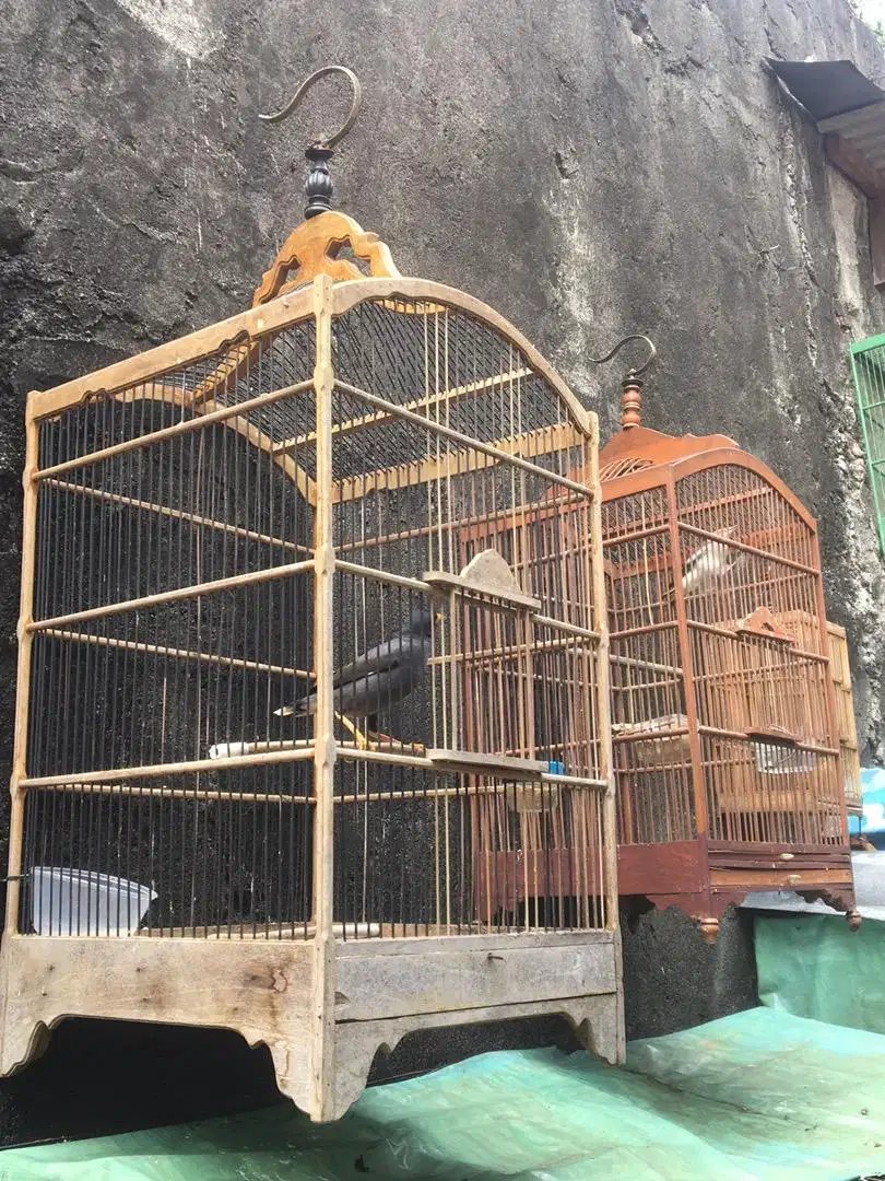 Jual burung jalak kebo dan jalak kapas