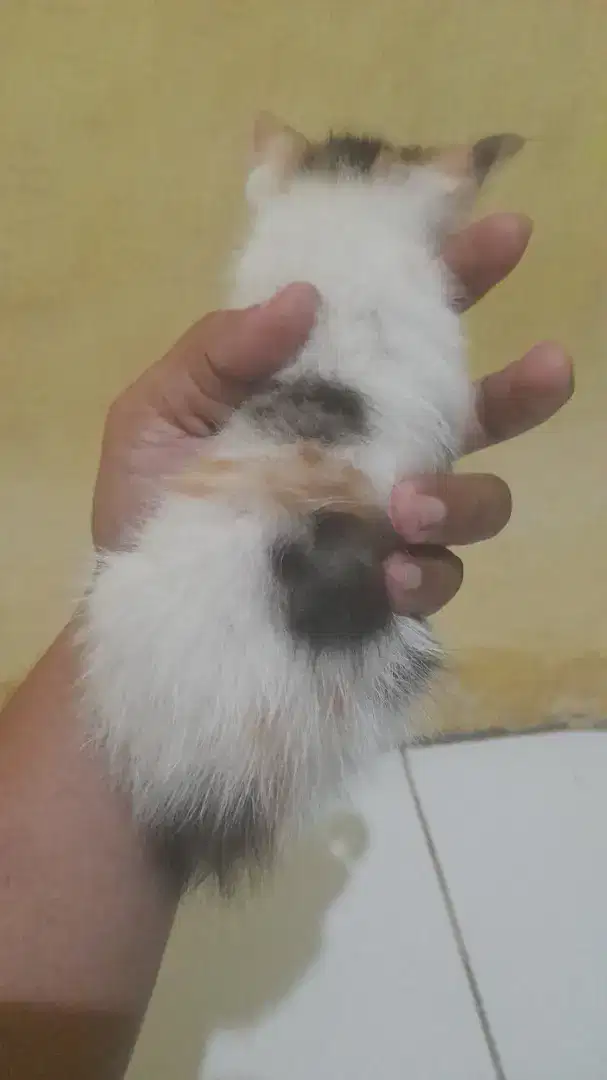 Kitten persia medium cewek umur 1 bulan setengah lagi lucu lucunya  wa