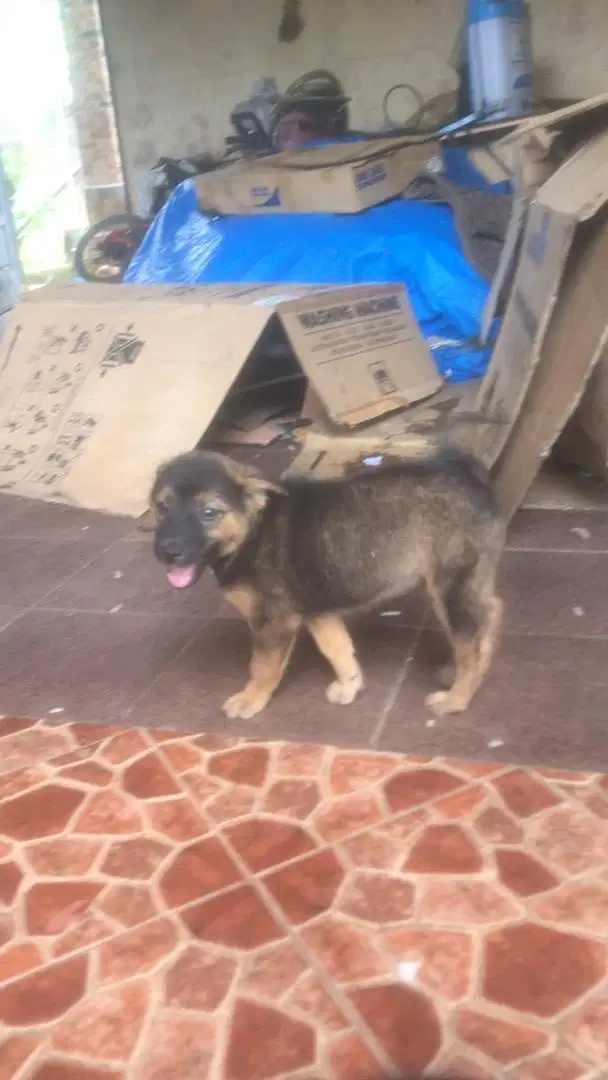 anak anjing kampung