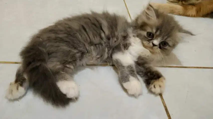 Kitten Persia Abu Putih