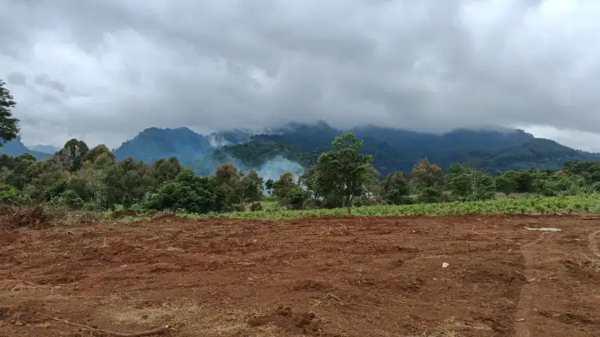 Disawakan tanah pertanian