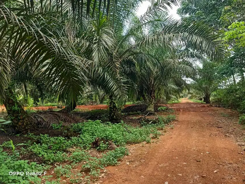 Dijual Cepat Lahan Sawit Jl Ambawang Pontianak