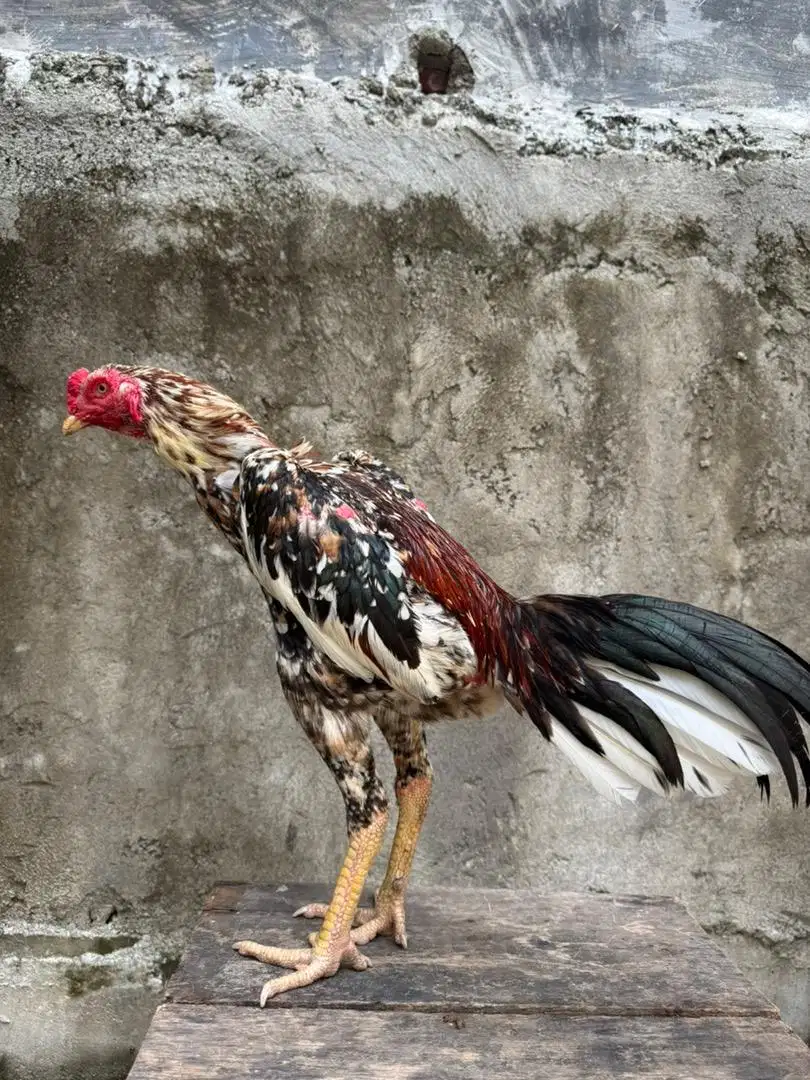 Ayam jantan super nilai sendiri