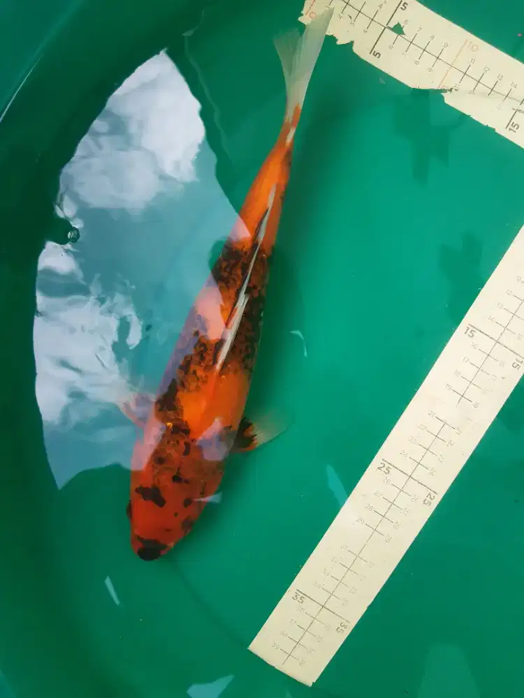 Ikan koi Hi Showa import sertifikat Marusei 32cm