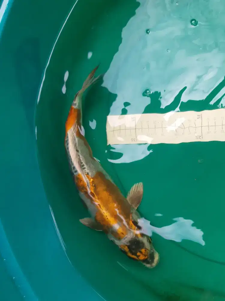 Ikan koi jenis KIKOKURYU 42cm HQ